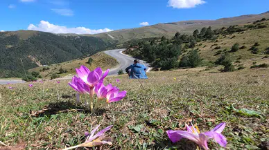 Bu kış yağışlı mı geçecek? Kışın habercisi 'vargit'ler açtı