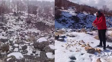 Konya'da kar yağışı Karacadağ'daki yaban hayatını zorladı