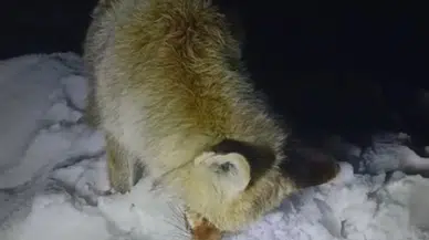 Sibirya soğukları: Tilki ayakta dondu