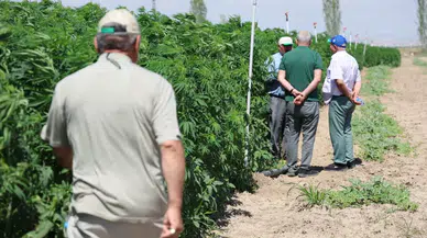 Konya kenevir üretiminde ana merkez oldu: Yetiştiriciler için büyük destek