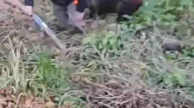 Domuz avcıya böyle saldırdı: Silahlar art arda patladı