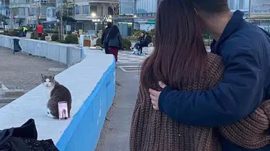 Kediye fotoğraf çektirdiler: En doğal tripod oldu