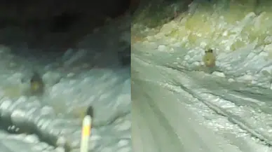 Konya'da aç kalan yaban domuzu, yiyecek bulmak için kara yoluna indi