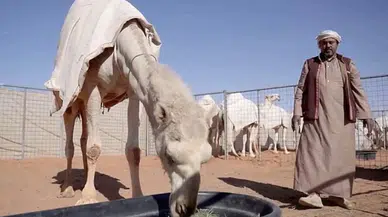 Develere yeşil pasaport geliyor: Suudi Arabistan dünyayı şaşırttı