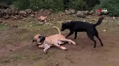 Bu köpeği canlı bulana 100 bin, ölü bulana 10 bin TL ödül