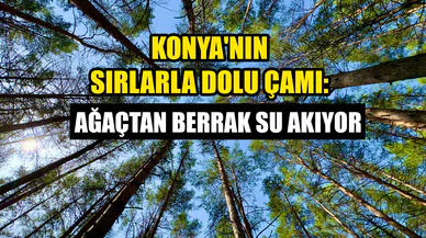 Konya'nın sırlarla dolu Çamı: Ağaçtan berrak su akıyor