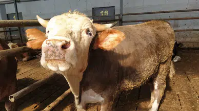 Ramazanda talep arttı dana kesim fiyatı 600 TL’yi geçti