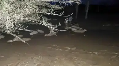 Koyunlar çamura saplandı: Kurtarma operasyonu nefes kesti