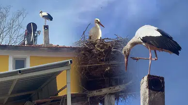 Yaren Leylek geldi mi: Tüm ülke merakla o anı gözledi