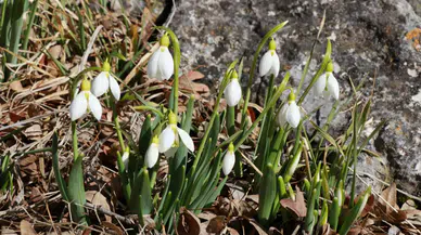 Konya'nın zirvelerinde baharın müjdecisi kardelenler görücüye çıktı