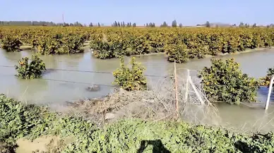 Baraj kapakları açıldı, çiftçiler şokta: Ekili ve dikili tarlalar su altında kaldı