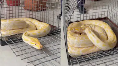 Denizli'den Konya'ya transfer edilecek: Albino Piton merak uyandırdı