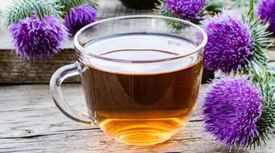 Umutlar katmerlendi: Deve dikeninden kanser ilacı