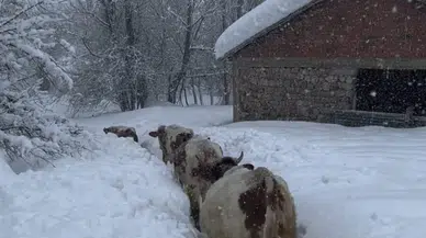 O şehirde kar kalınlığı 1,5 metreyi aştı: İnekler karda kayboldu