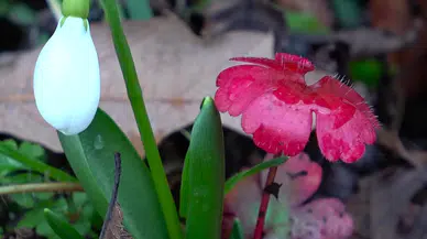 Bahar erken geldi: Dağlarda çiçekler açmaya başladı