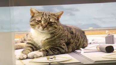 Altınların bekçisi: Bu kedi kuyumcunun altınları kadar değerli