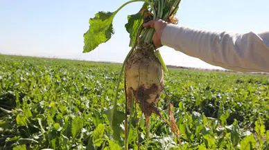 Konya Şeker duyurdu: Pancar ödemeleri hesaplara yatacak