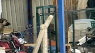 Sel sularının altında kaldı: Yürek burkan görüntü