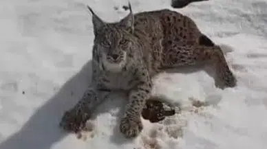 Yaralı vaşağı gören tır şoförü ‘İnsanlık ölmemiş’ dedirtti