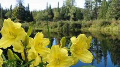 Cemre ne zaman suya düşecek: Baharın müjdecisi