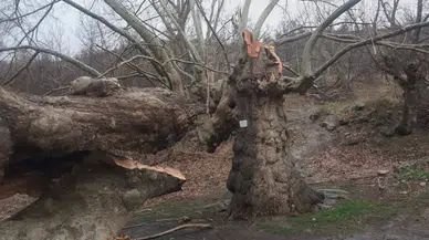 Konya'da 600 yıllık çınar ağacı fırtınaya dayanamadı