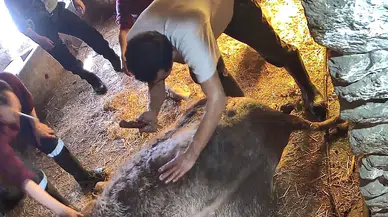 Böyle vahşet görülmedi: Ekmek bıçağı ile sezaryen yaptılar