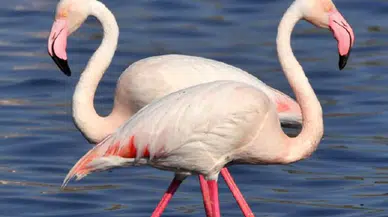 Konya'nın nazar boncuğu: Kuruma tehlikesi yaşanan Tuz Gölü yeniden canlandı