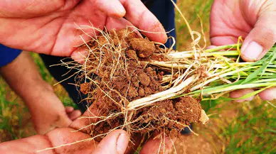 Konyalılar dikkat hastalık kapıda: Çiftçilere kritik uyarı geldi