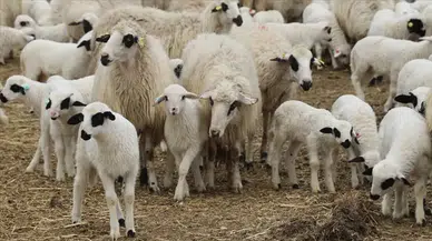 Küçükbaş hayvanda ihracat kapısı açıldı: Yetiştiriciler için yeni dönem