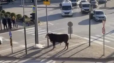 İnek firarda: Vatandaş spiker oldu o anları anlattı