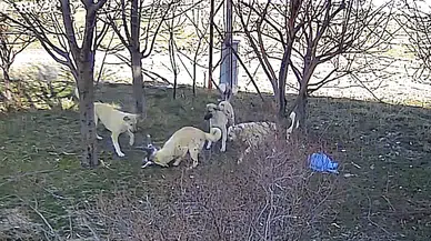 Başıboş köpek dehşeti: Kediyi parçaladılar