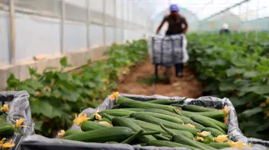 Konya'daki 42 bin kişiye set hediye edilecek: Sebze sezonu başlıyor