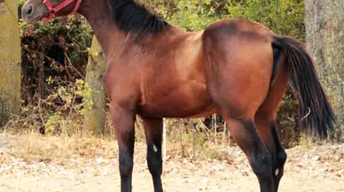 Kavurma yapılan şampiyon İngiliz yarış atı: Sahibine 132 bin TL ceza