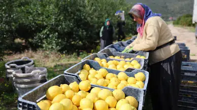 Limonun fiyatı çok 'ekşi': Üretici fiyatları yıllık yüzde 410 yükseldi