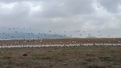 Konya’nın nadidesi ekolojik canlılığa kavuştu: Kuş sesleri yankılanıyor