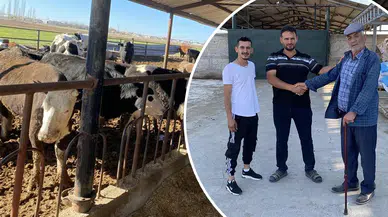 Konya'da kurbanlıklar görücüye çıkıyor: Meşhur çiftlik fiyatı duyurdu