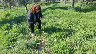 Aşk çiçeği gelir kaynağı oldu: Doğada kendi kendine yetişiyor