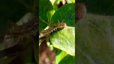 Bağı-Bahçesi olanlar dikkat: Uzmanlardan kritik uyarı