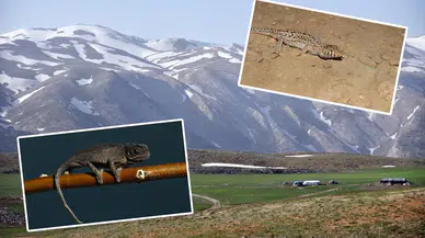 Konya'nın meşhur dağlarında tropikal hayvan ortaya çıktı