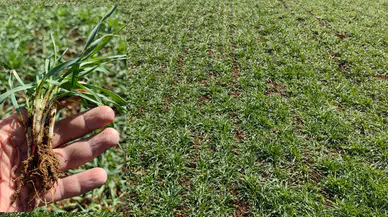 Konyalı çiftçiler bayramı tarlada karşılayacak: Gözler, kulaklar orada