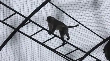 Örümcek maymunu Konya'da hayvanat bahçesine teslim edildi