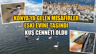 Konya'ya gelen misafirler eski evine taşındı: Kuş cenneti oldu