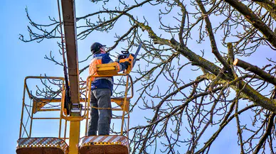Konya'da bu mesleği yapanlar günlük 4 bin TL kazanıyor