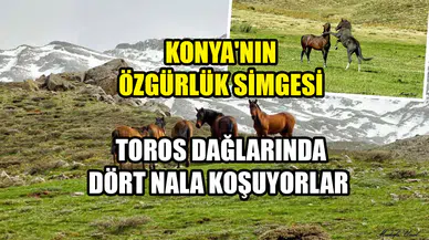 Konya'nın özgürlük simgesi: Toros Dağlarında dört nala koşuyorlar