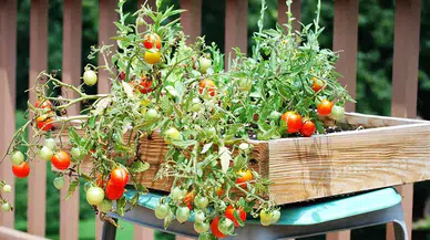 Konyalılar müjde: Sebze seti için yeni başvurular başlıyor