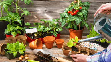 Balkonlar bostan olacak: 42 bin Konyalı operasyona katıldı