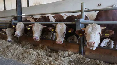 Konya'da bayram öncesi şap krizi: Kurbanlıklar tehlikeye girdi