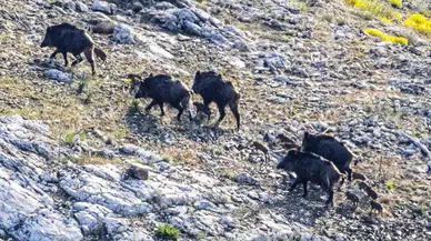 Konya'daki domuz sürüsü korkutuyor: İlçeyi istila ettiler