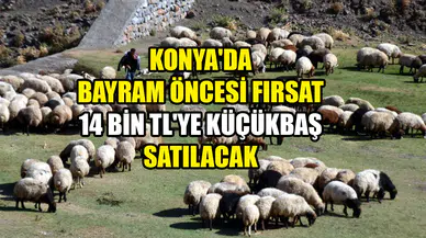 Konya'da bayram öncesi fırsat: 14 bin TL'ye küçükbaş satılacak