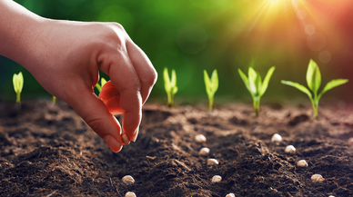 Konya'da pancar ekenler kazandı şeker üreticileri kaybetti